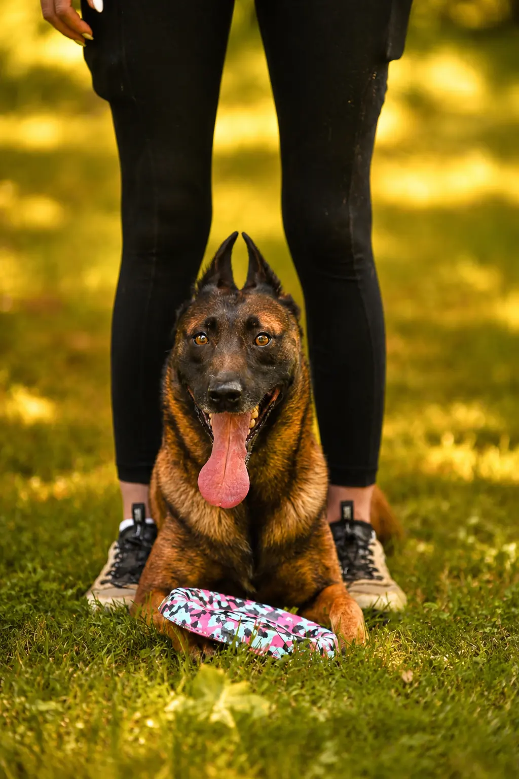 Competitive dog sports training at Georgia Doggy Dojo 4